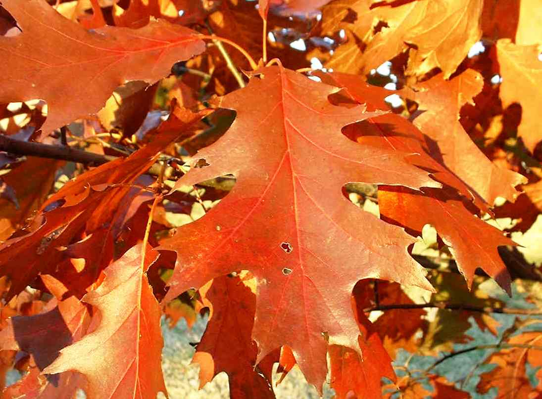 Quercus rubra