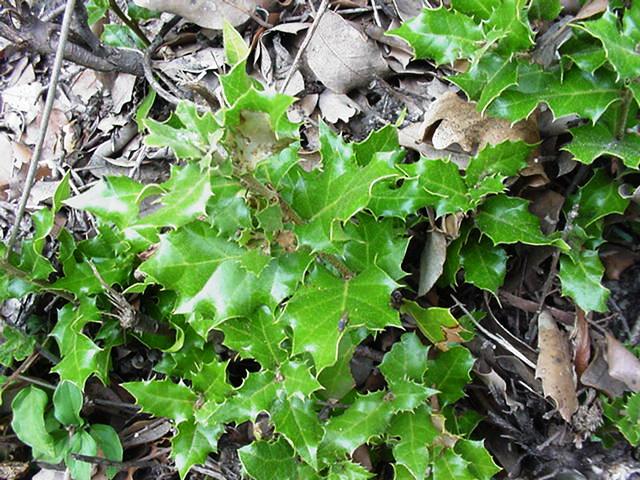 Quercus ilex