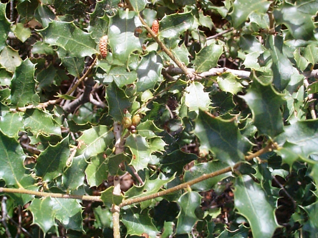 Quercus coccifera