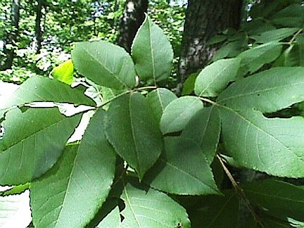 Carya tomentosa