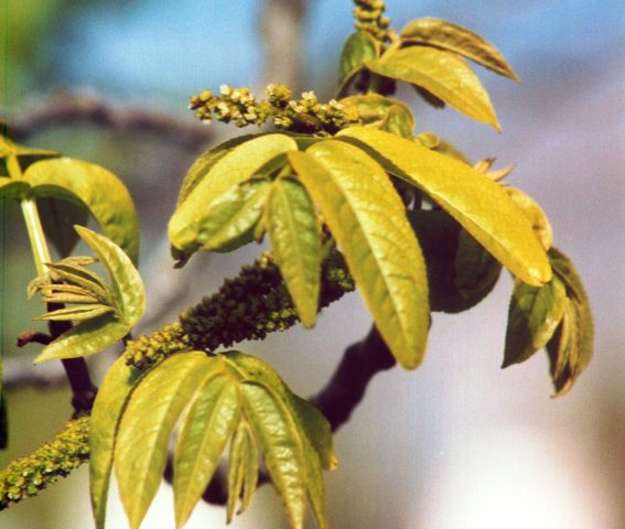 Pterocarya fraxinifolia