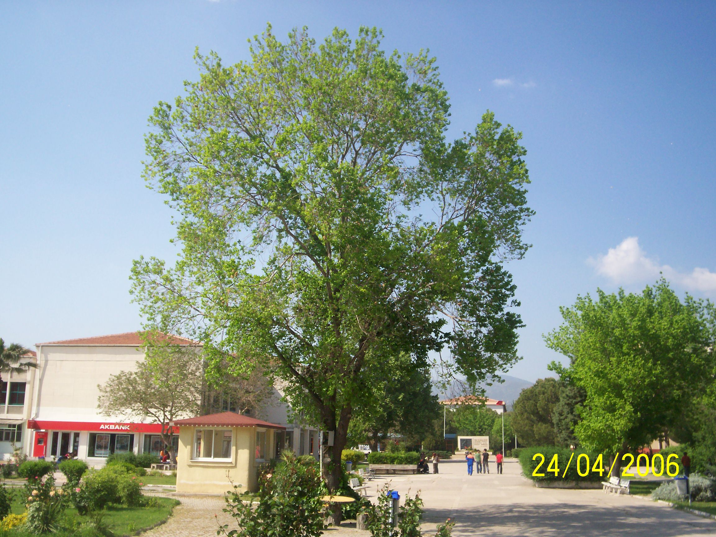 Ulmus carpinifolia
