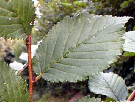 Ulmus campestris