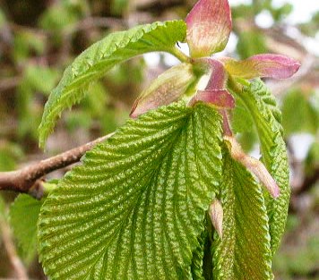 Ulmus glabra