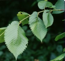 Ulmus effusa