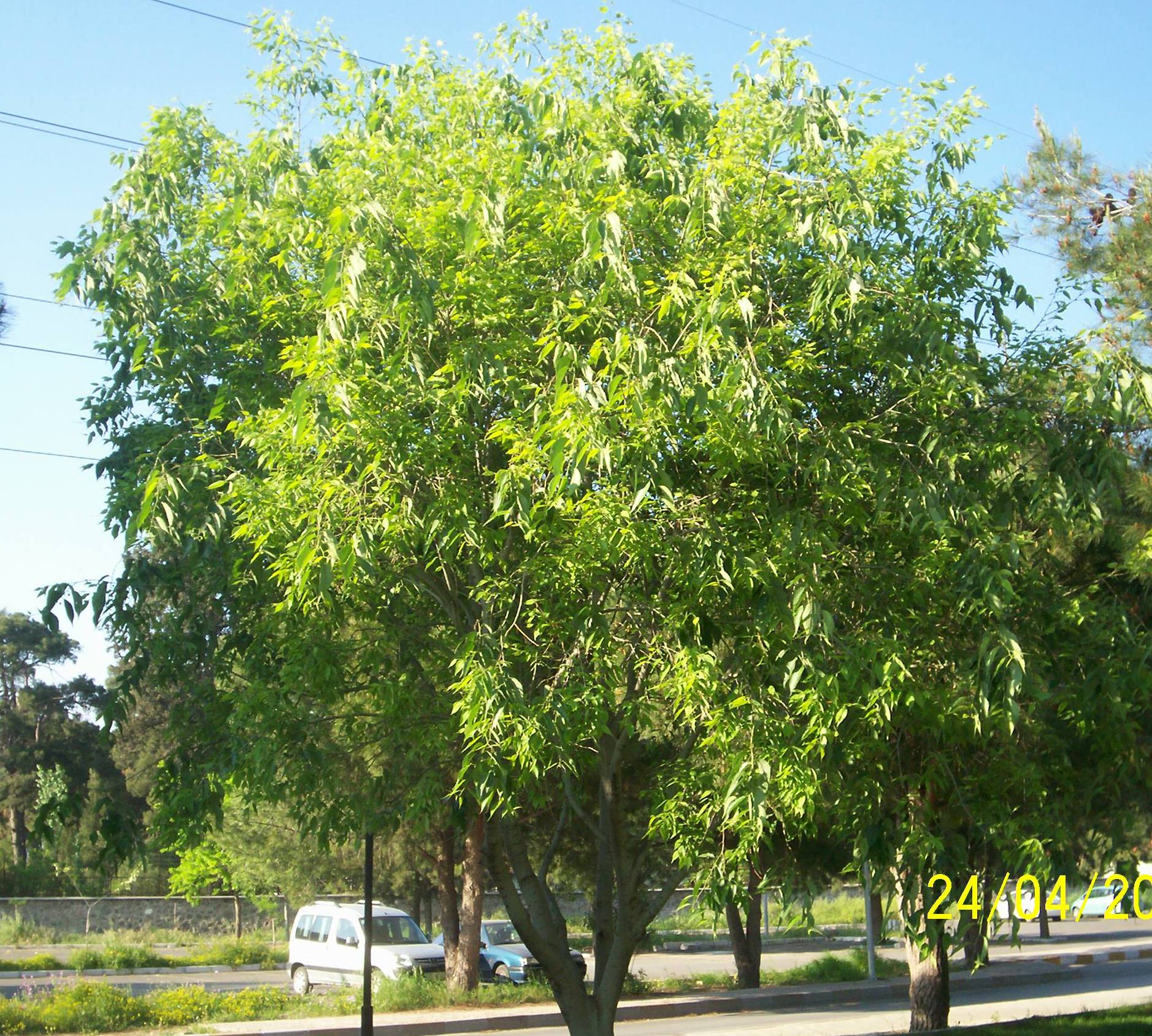 Celtis australis