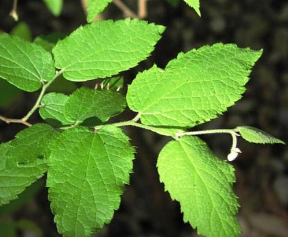 Celtis caucasia