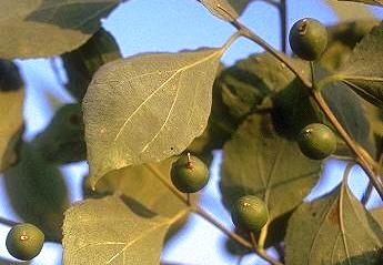 Celtis tournefortii