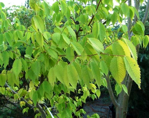 Zelkova carpinifolia