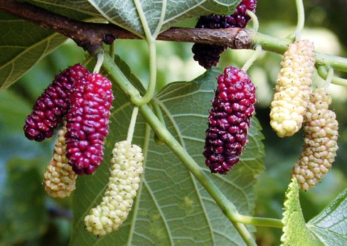 Morus rubra
