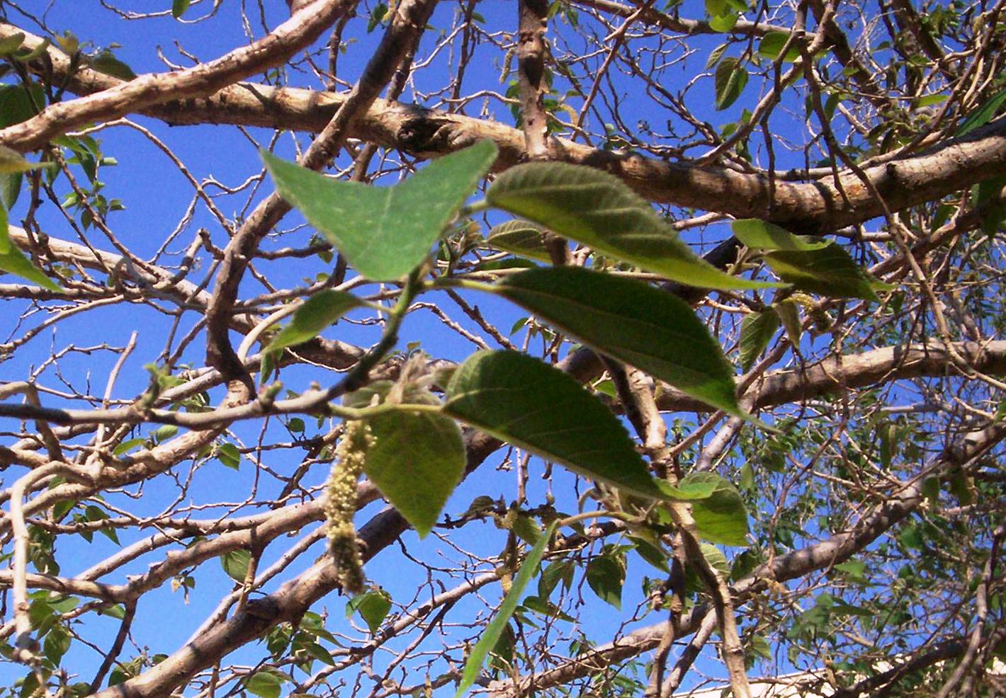 Broussonetia papyrifera