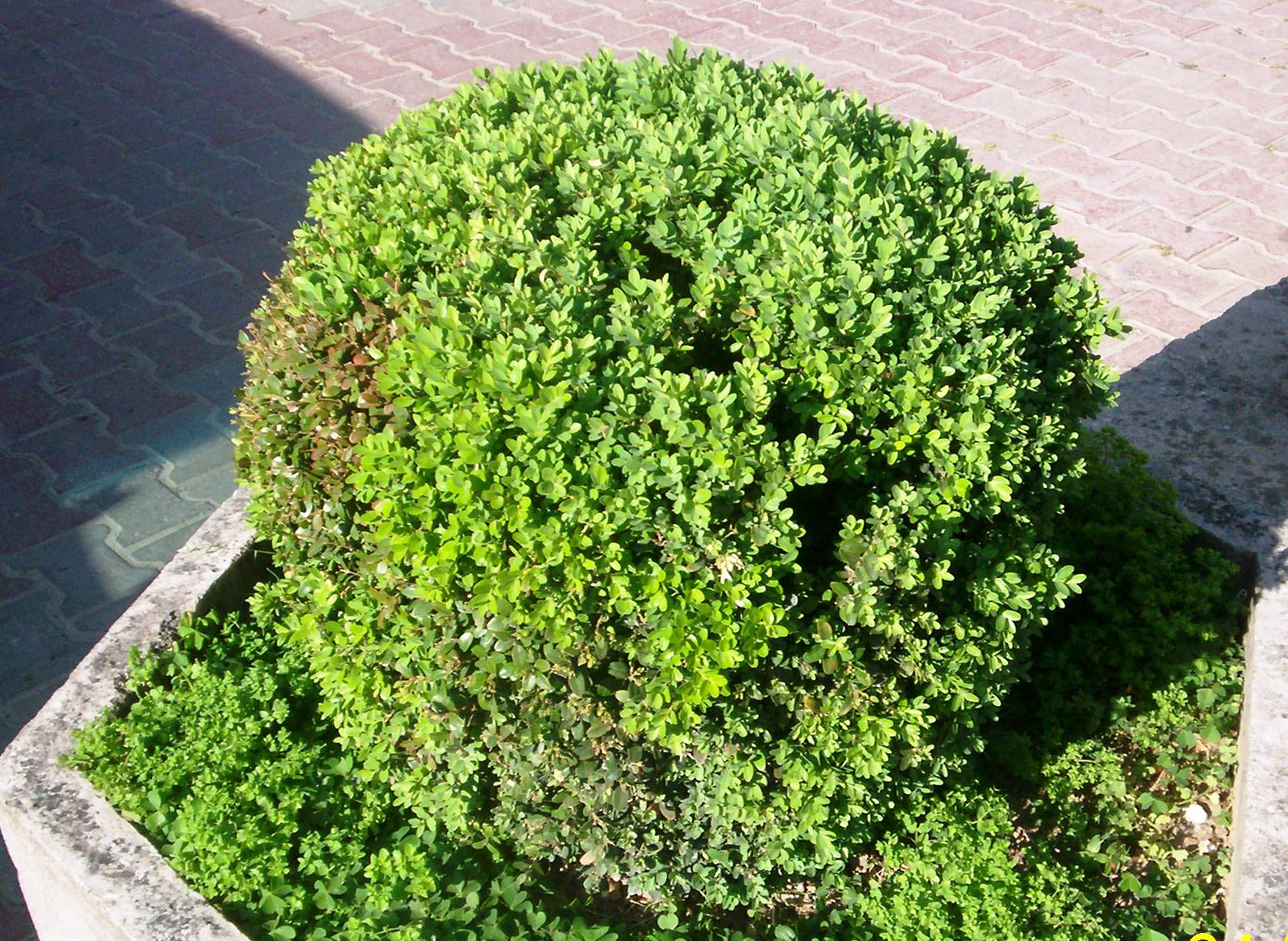Buxus sempervirens