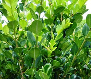 Buxus microphylla