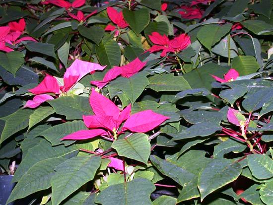 Euphorbia pulcherrima