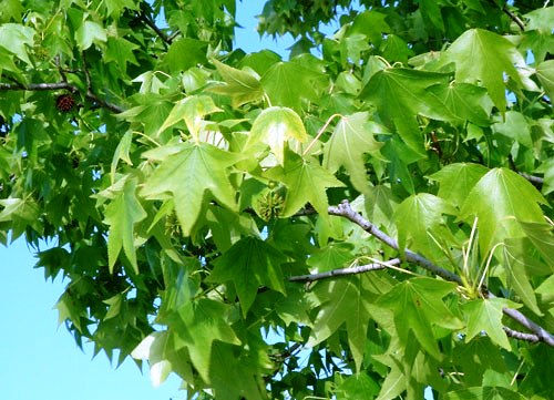 Liquidambar orientalis