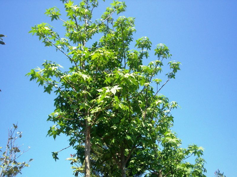 Liquidambar styraciflua