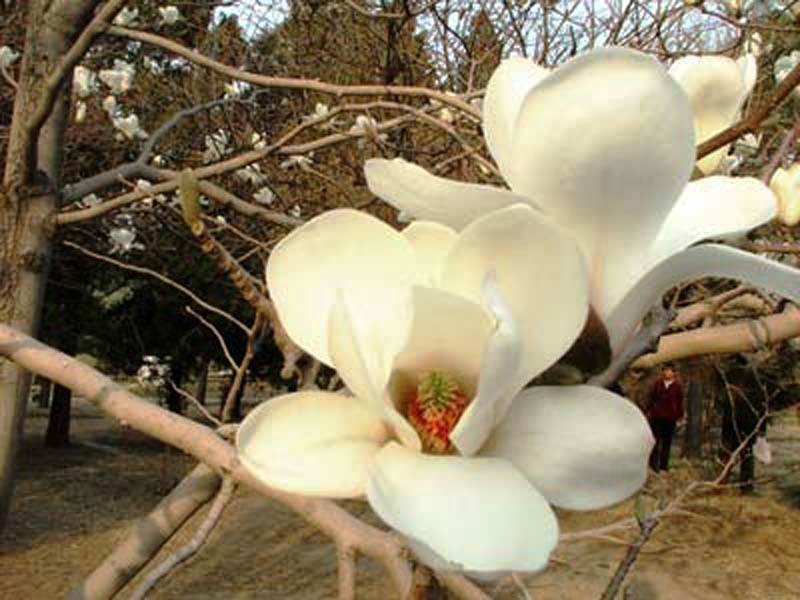 Magnolia denudata