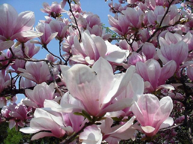 Magnolia liliflora