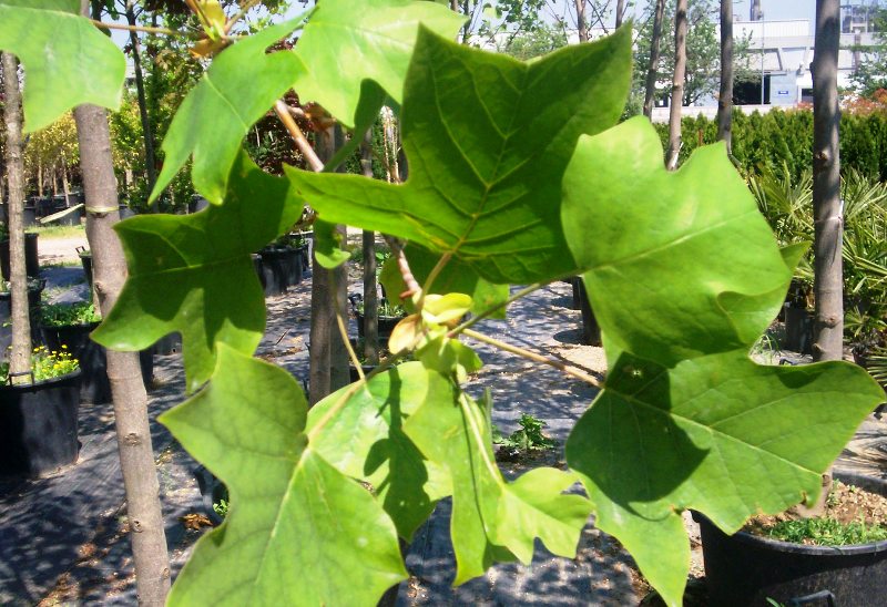 Liriodendron tulipifera