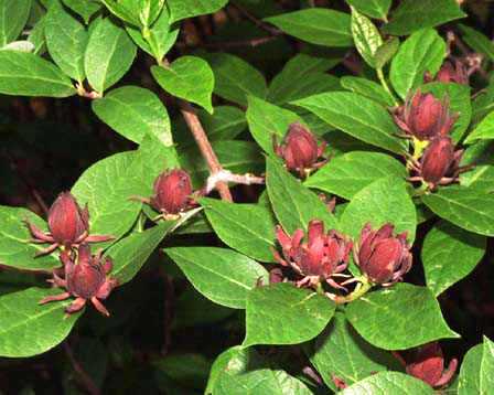 Calycanthus fertilis