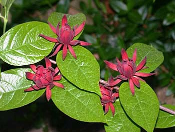 Calycanthus floridus