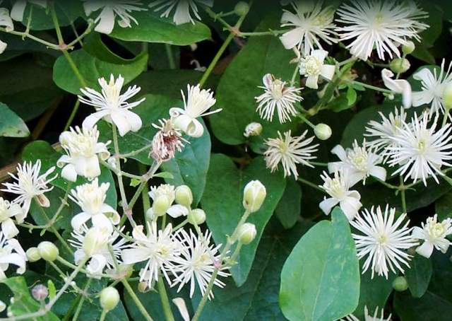 Clematis vitalba