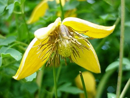 Clematis orientalis