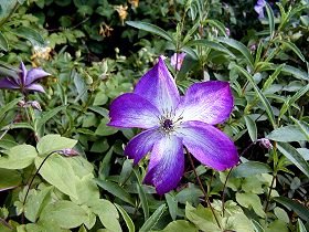 Clematis viticella