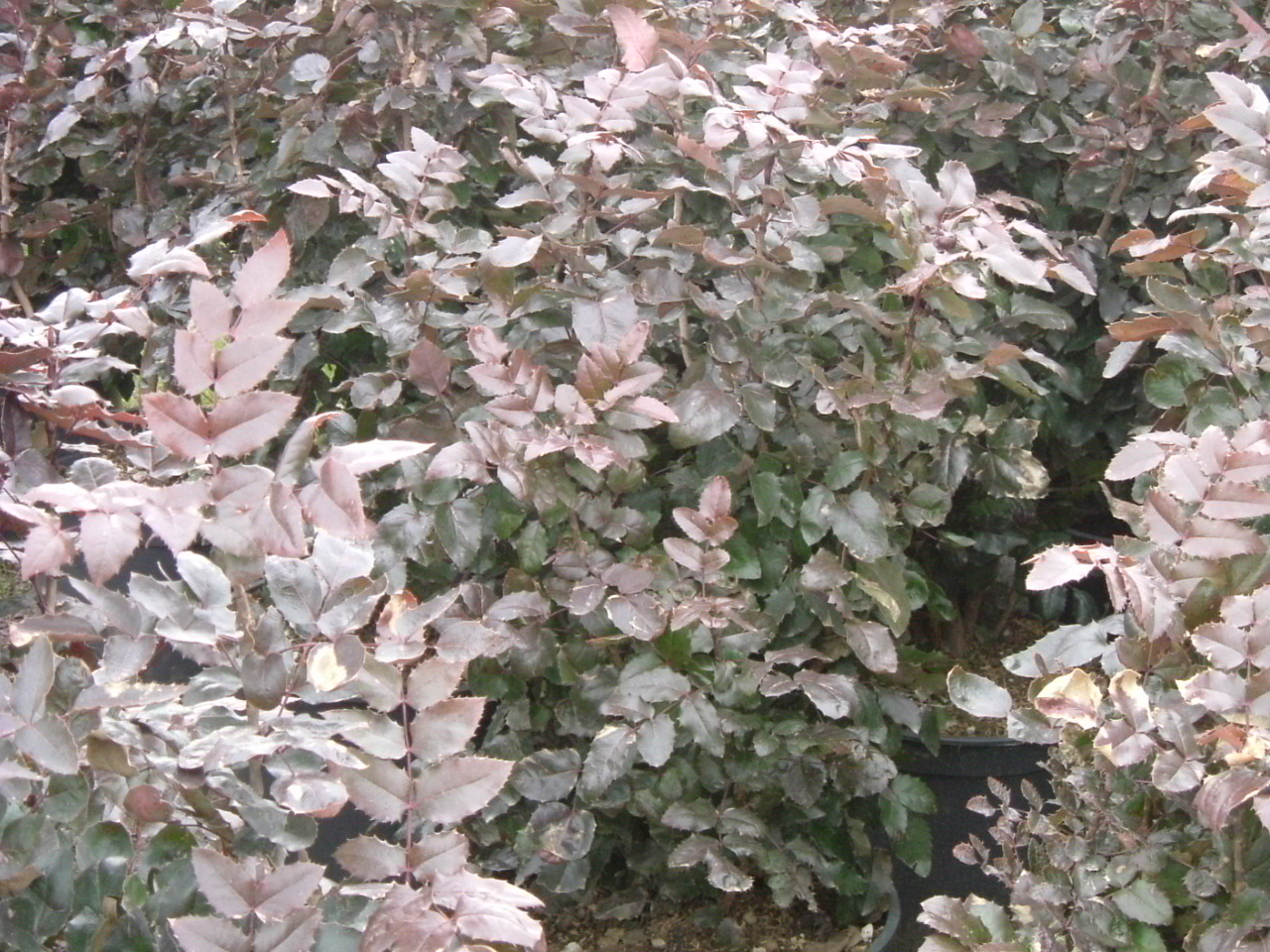 Mahonia aquifolium