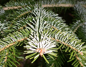 Abies equi-trojani