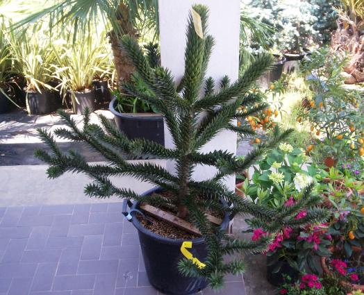 Araucaria araucuana