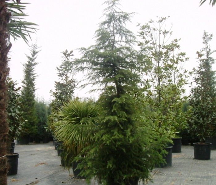 Cedrus deodara 'Aurea'