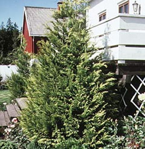Chamaecyparis lawsoniana 'Aurea'