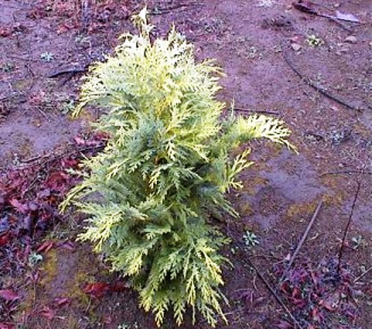 Chamaecyparis lawsoniana 'Euro gold'