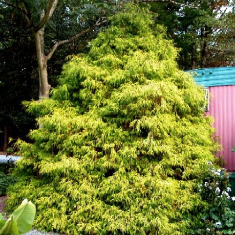 Chamaecyparis lawsoniana 'Hillieri'