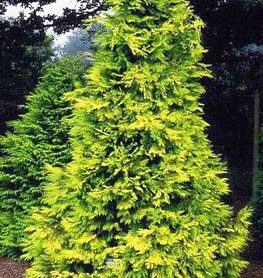 Chamaecyparis lawsoniana 'Lutea'