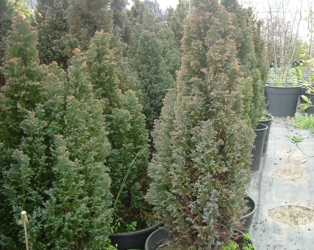 Chamaecyparis lawsoniana 'Elwoodii'
