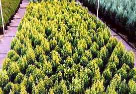 Chamaecyparis lawsoniana 'Elwoods gold'