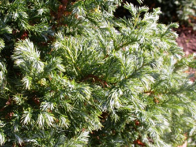 Chamaecyparis pisifera 'Boulevard'