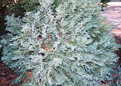 Chamaecyparis pisifera 'Thuyoides'