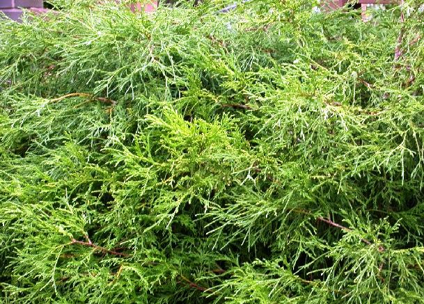 Chamaecyparis pisifera 'Filifera'