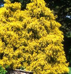 Chamaecyparis pisifera 'Filifera aurea'