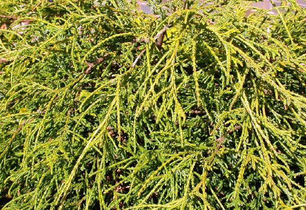 Chamaecyparis pisifera 'Sungold'