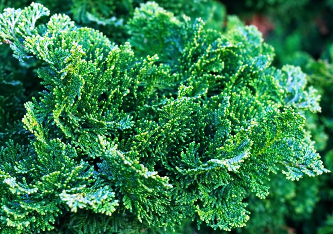 Chamaecyparis obtusa 'Nana gracilis'