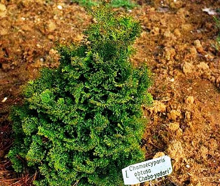 Chamaecyparis obtusa 'Chabo yadori'