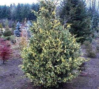 Chamaecyparis nootkatensis 'Variegata'