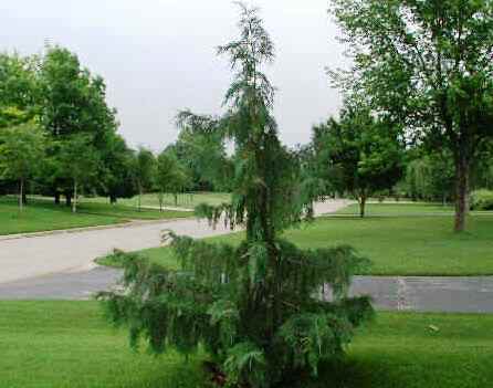 Chamaecyparis nootkatensis 'Pendula'