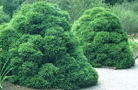 Cryptomeria japonica 'Nana '