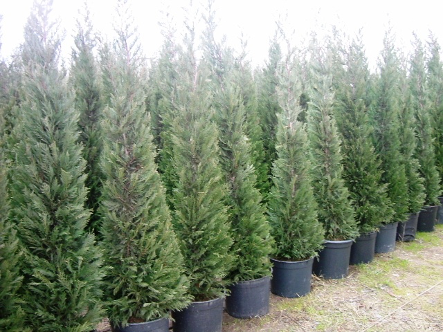 Cupressocyparis leylandii