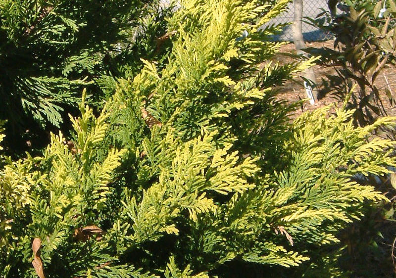 Cupressocyparis leylandii 'Castlewellan gold'